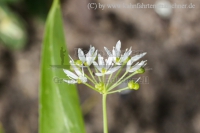 directory_images/Pflanzen im Spreewald/9 Pflanzen in Spreewaldgarten/Kuechenkraeuter/Baerlauch-3_Allium-ursinum.jpg